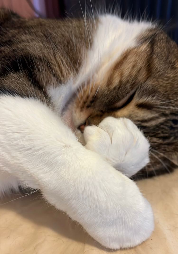 284202973_339752701571664_839516312791129312_n