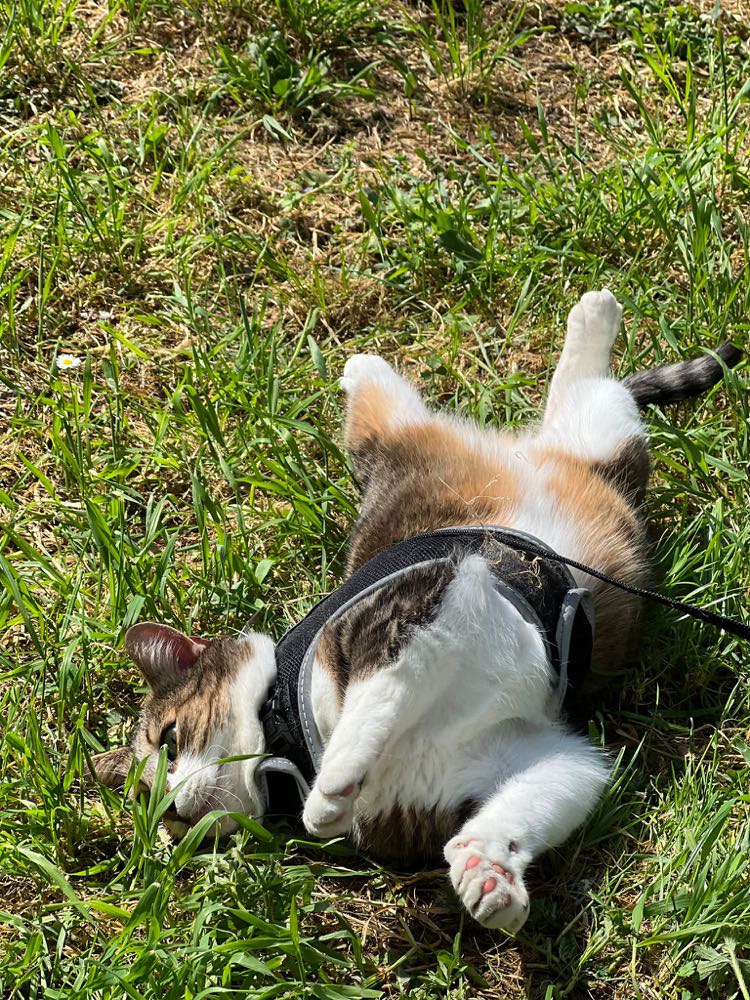 284464220_3137681129812880_551882051871878562_n