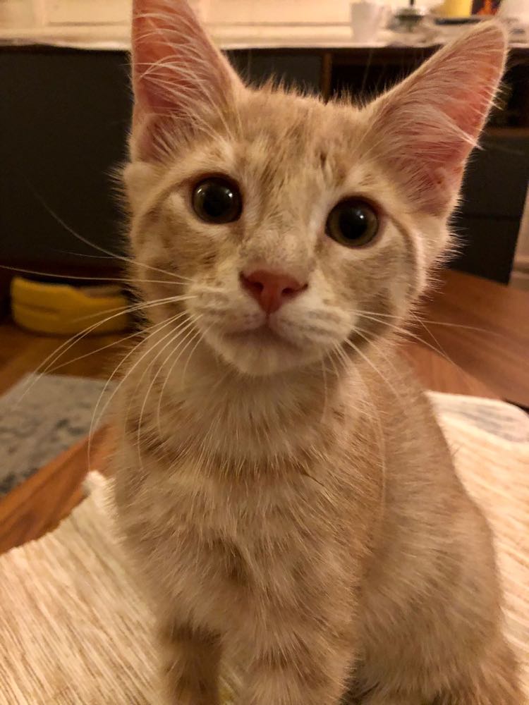 286361092_744201373606291_2111233089484682012_n