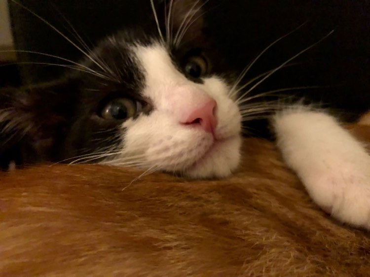 286366576_441332227836495_5451730940530268547_n