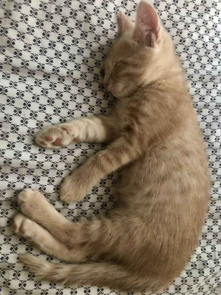 286870054_745924503259222_5793099855866748377_n