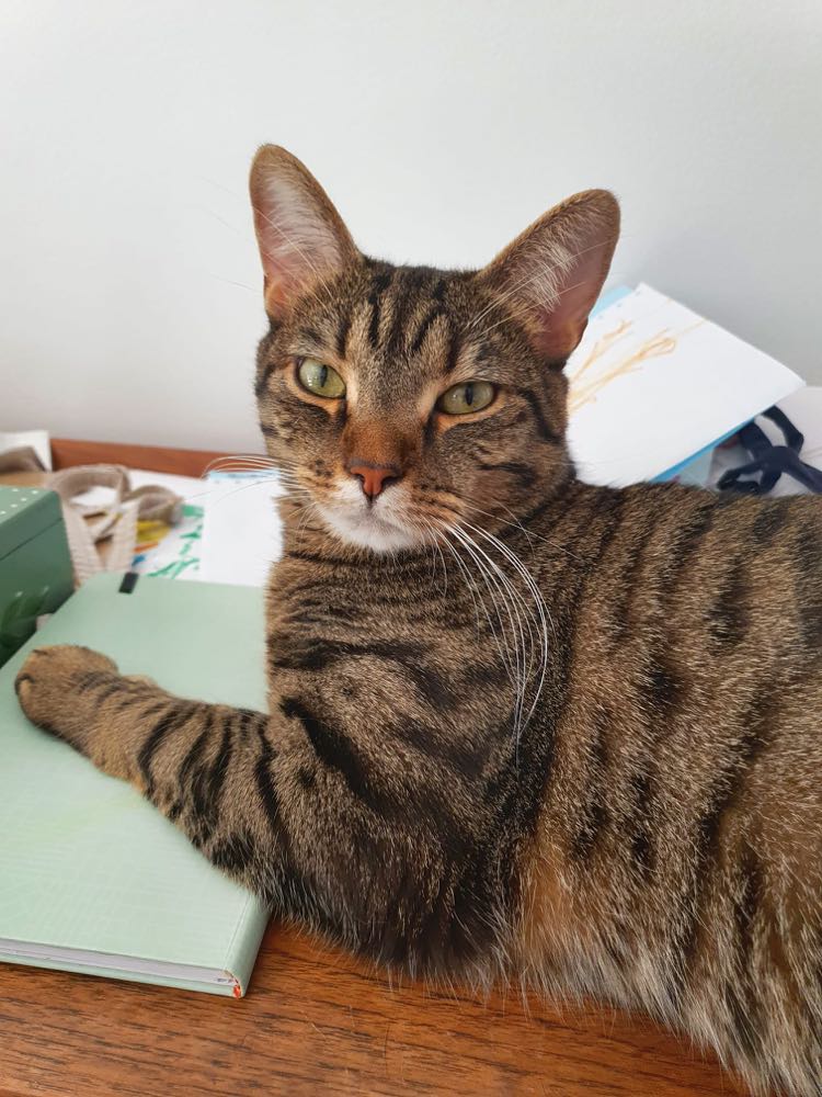 288359182_444627903700257_3277275934003214596_n