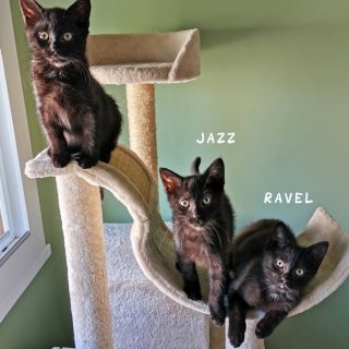 Photo de Fratrie de Montesson – Mélodie Jazz Ravel et Trompette