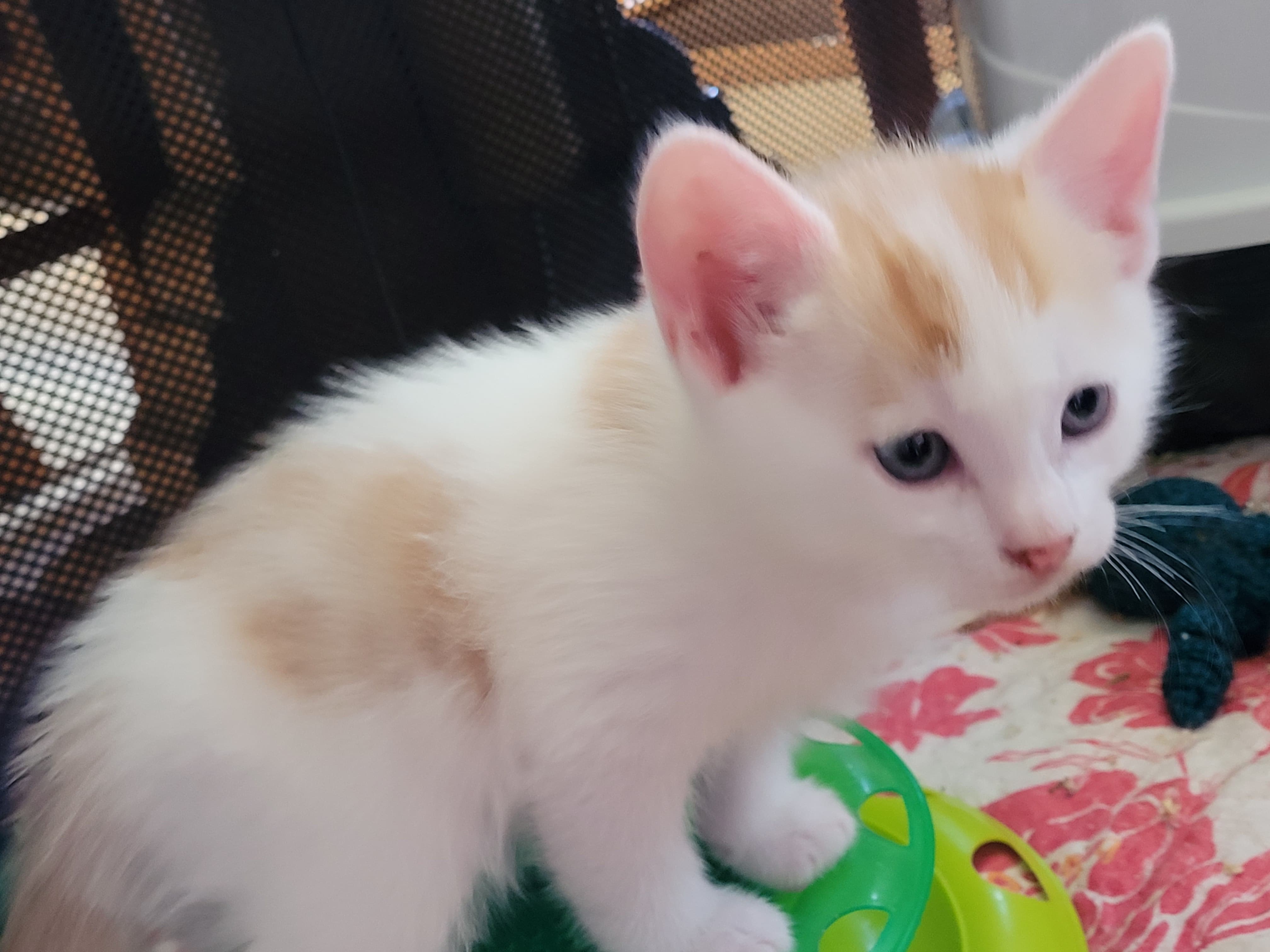 290317781_383271467015560_2045676109210740864_n