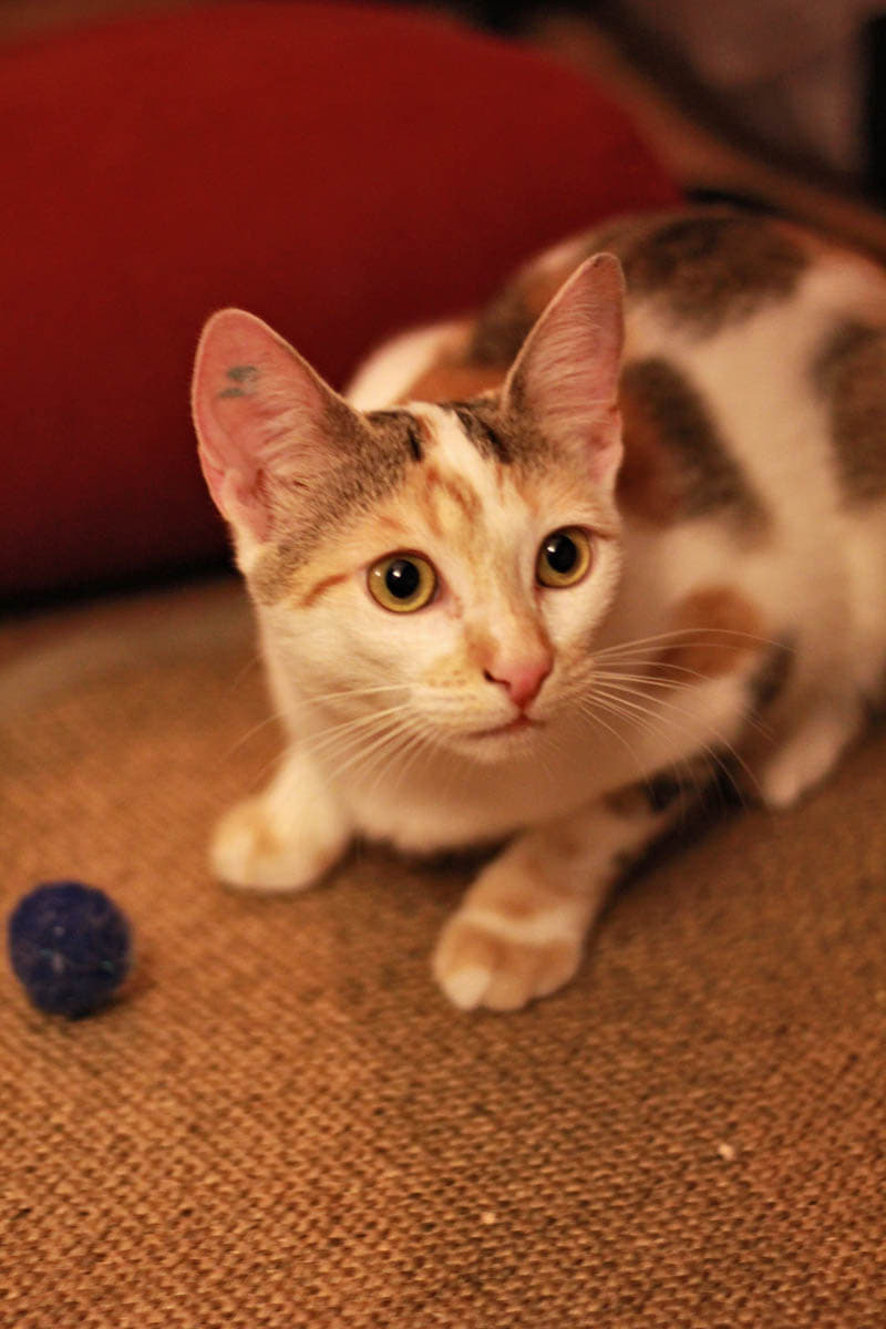 294664830_566588694946913_9158351440485936947_n