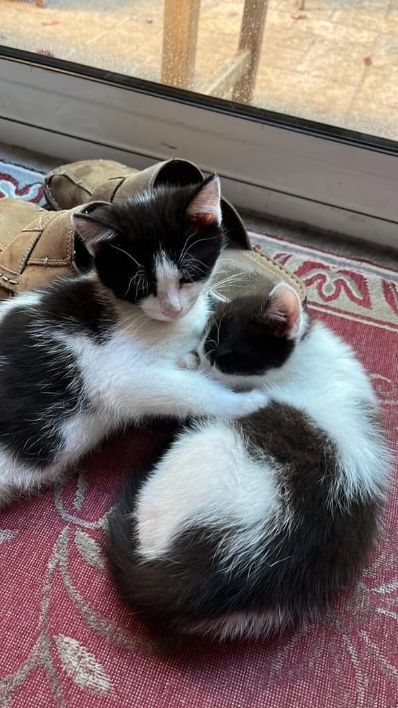 295302131_600226394837809_1661325368250535546_n