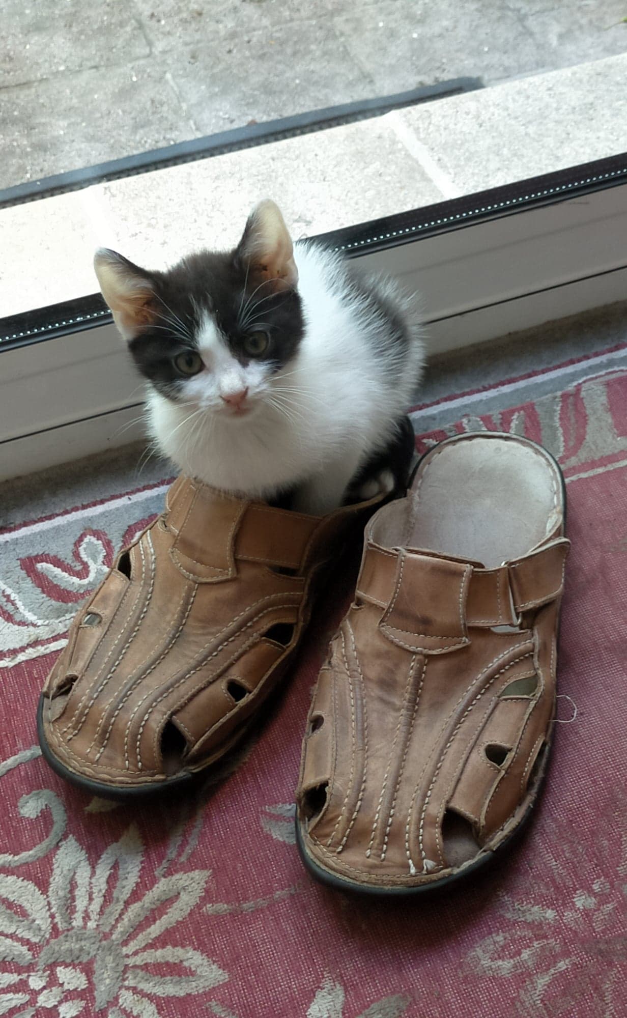 295319431_323147689942386_2506068822100840672_n