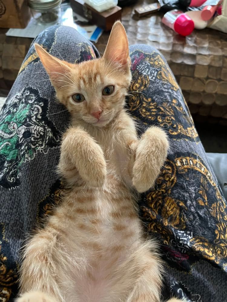 297665380_391997063004359_5291357441632491446_n