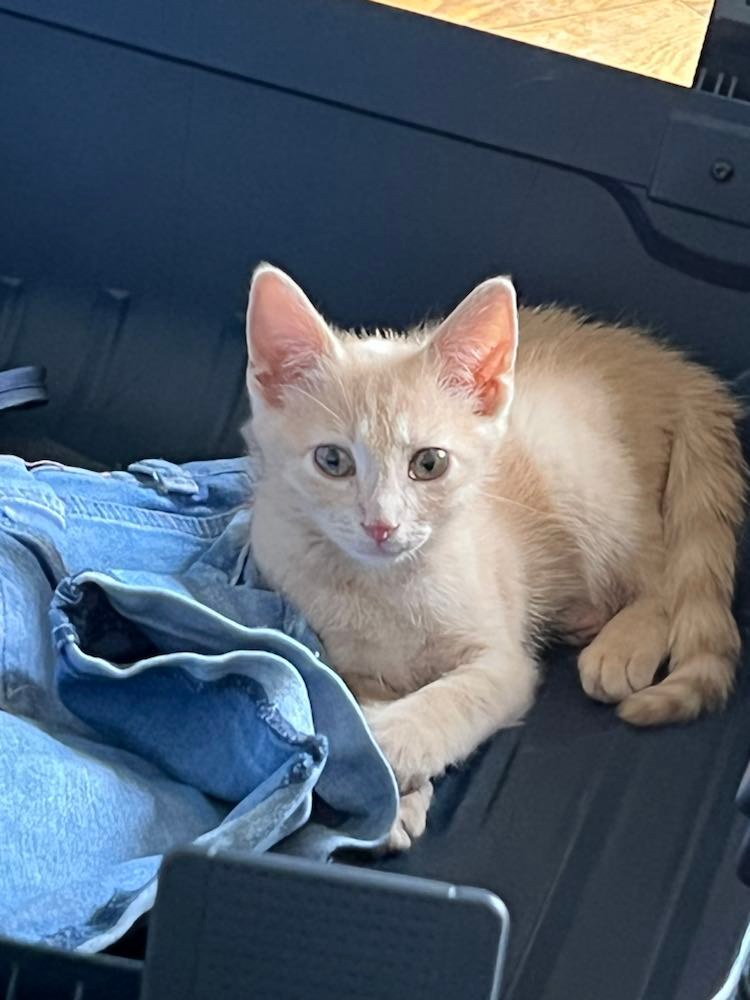 298024330_428187522673931_1965789186087896834_n-1