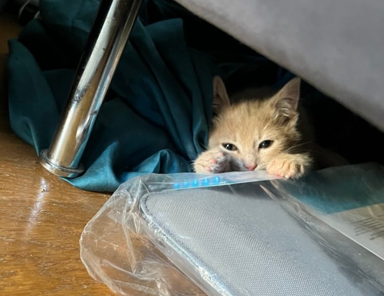 298034599_1074200126855615_7531798683732348913_n-1