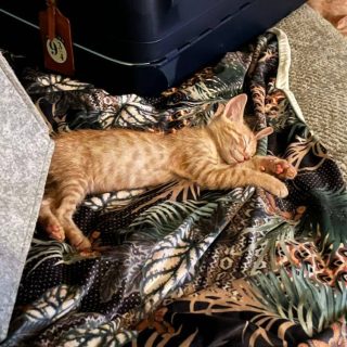 Photo de Haku et Boo