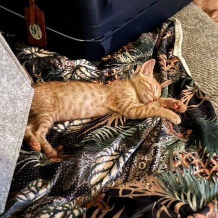 Photo de Haku et Boo