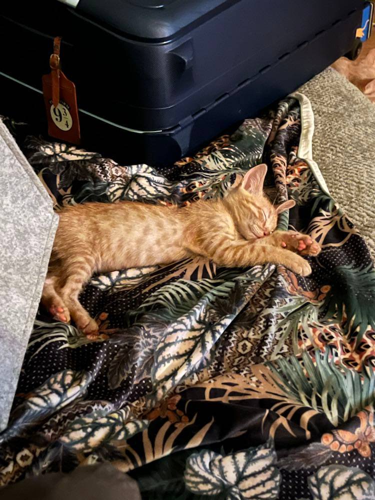 298326432_1126389311642882_2816354969380132020_n