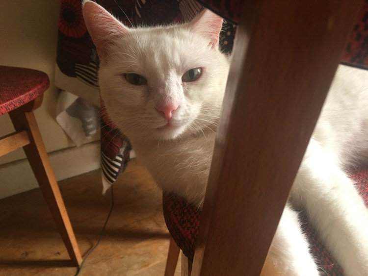 300313369_1263220104491720_3048711179179861549_n