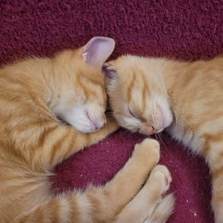 Photo de Calliopé et Arthémis