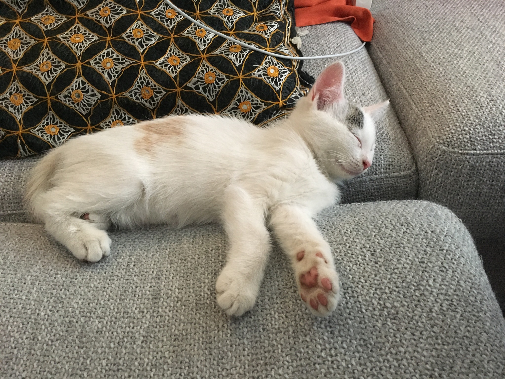 305106356_10160033128602808_3141052587375047748_n