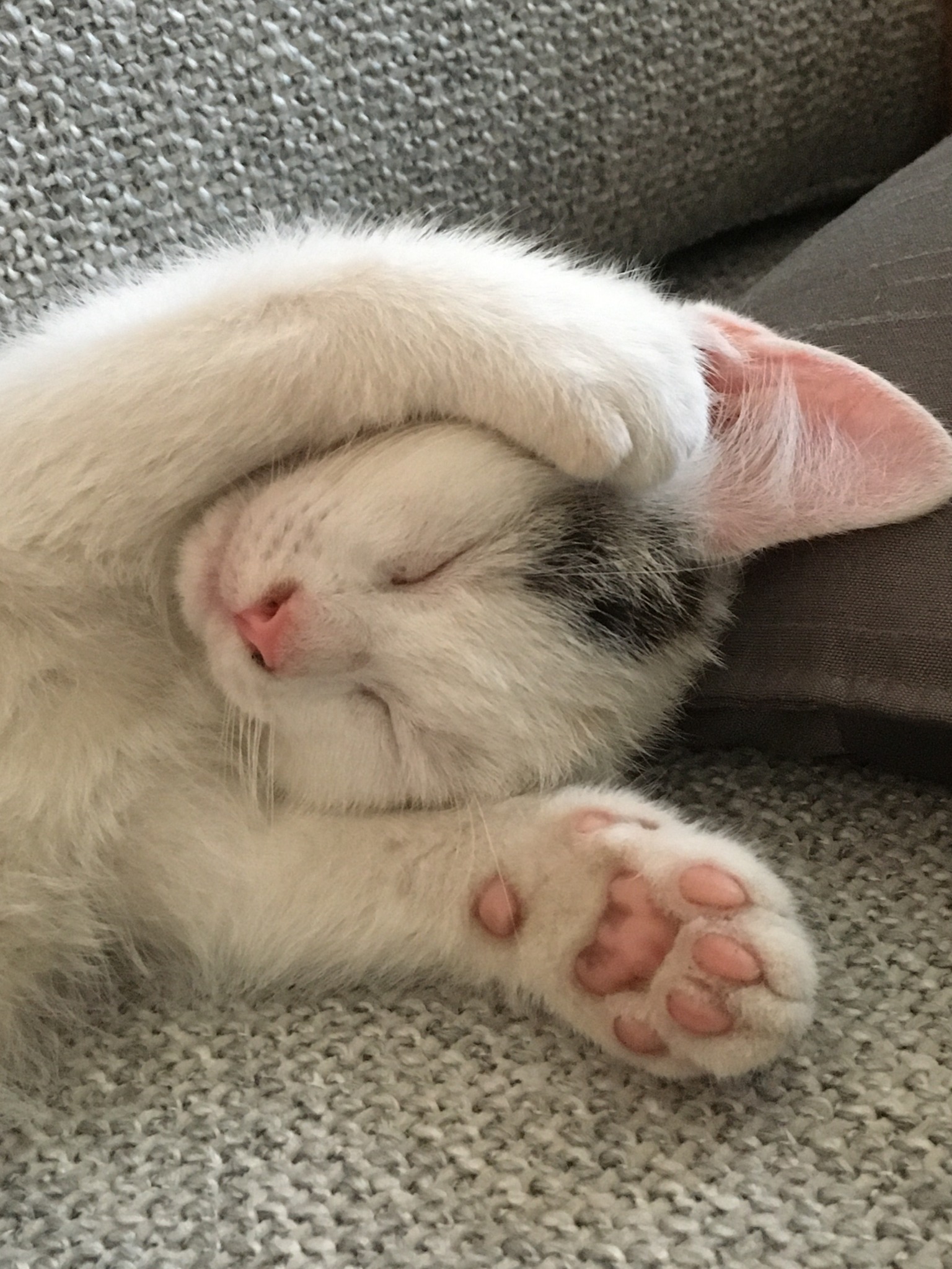 305319337_10160034789407808_661664255846319011_n