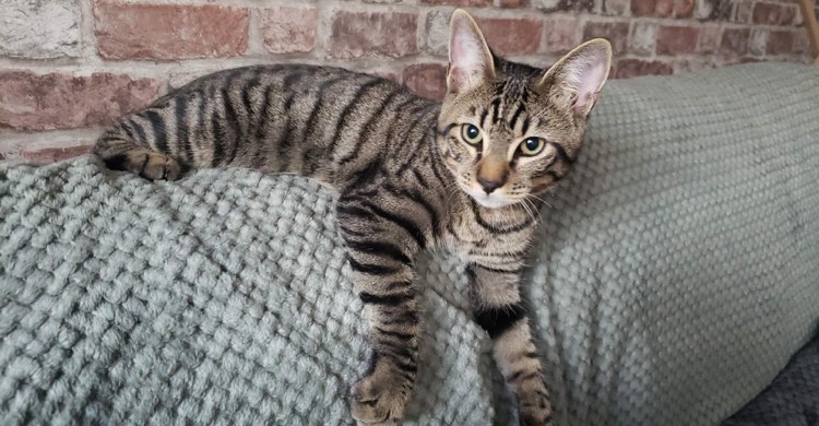 305836866_384657340518776_8139199012893842436_n