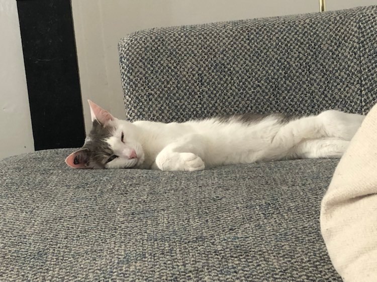 305858529_536564471602823_4916863667428217736_n