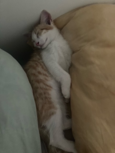 305869325_3217303491917483_46090704221155531_n