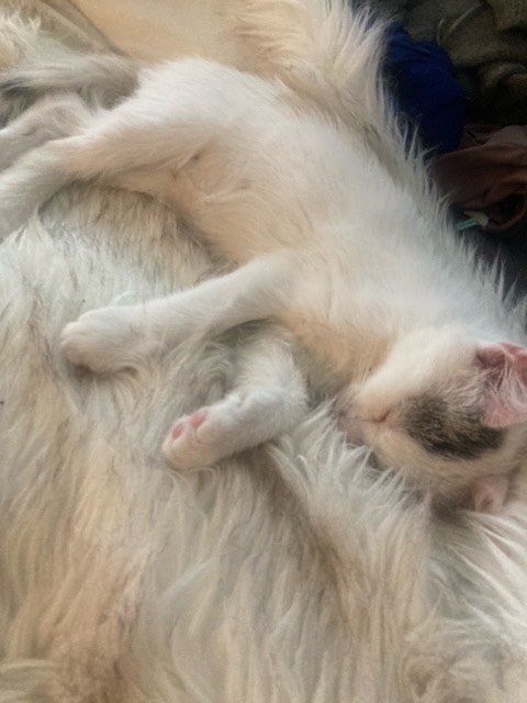 306672938_663390161454991_3666514191521326801_n