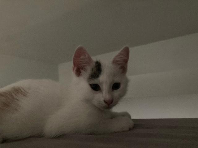 306745938_1294924124647196_3944081704505316212_n