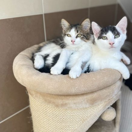 Photo de Octavia et Berlioz