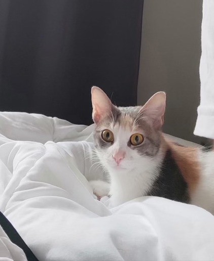 307508072_413999580847620_2008847218555177941_n-copie