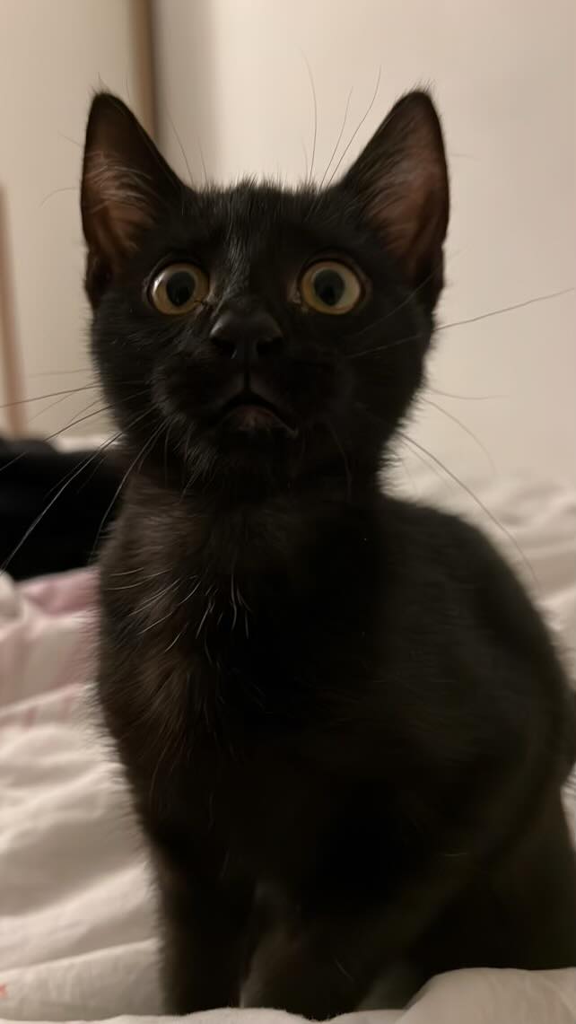 309935716_593337302582433_7553123894374604319_n