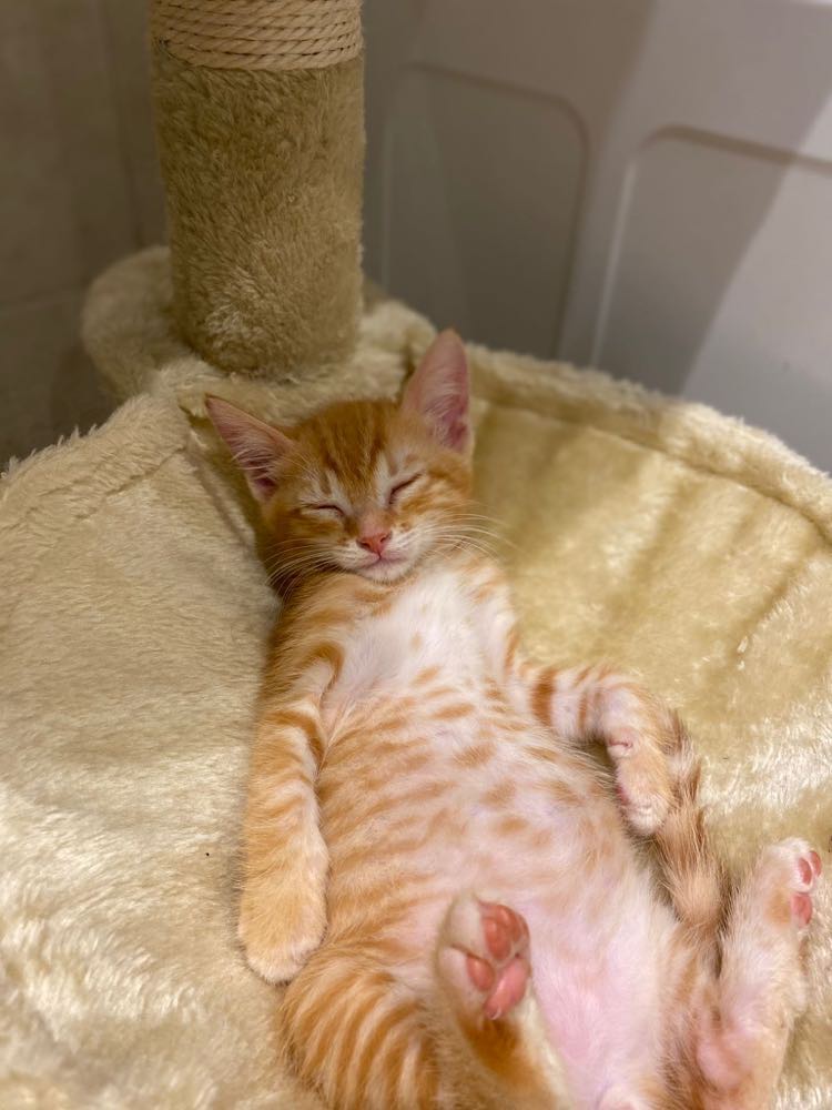 310339889_1186717298896003_2618972826071616759_n