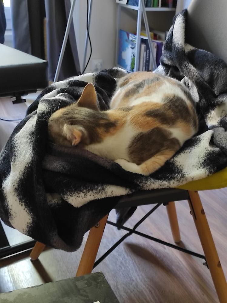 310353959_808276303655261_7621834229895695064_n