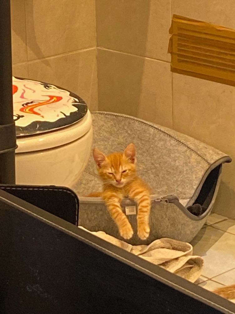 310419096_1271171450327211_8033998112640318399_n