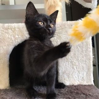 Photo de Batman (junior)