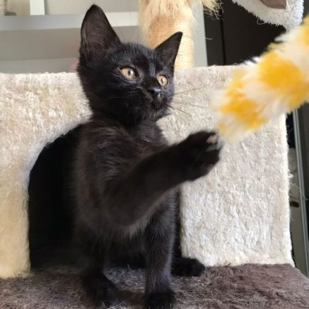 Photo de Batman (junior)