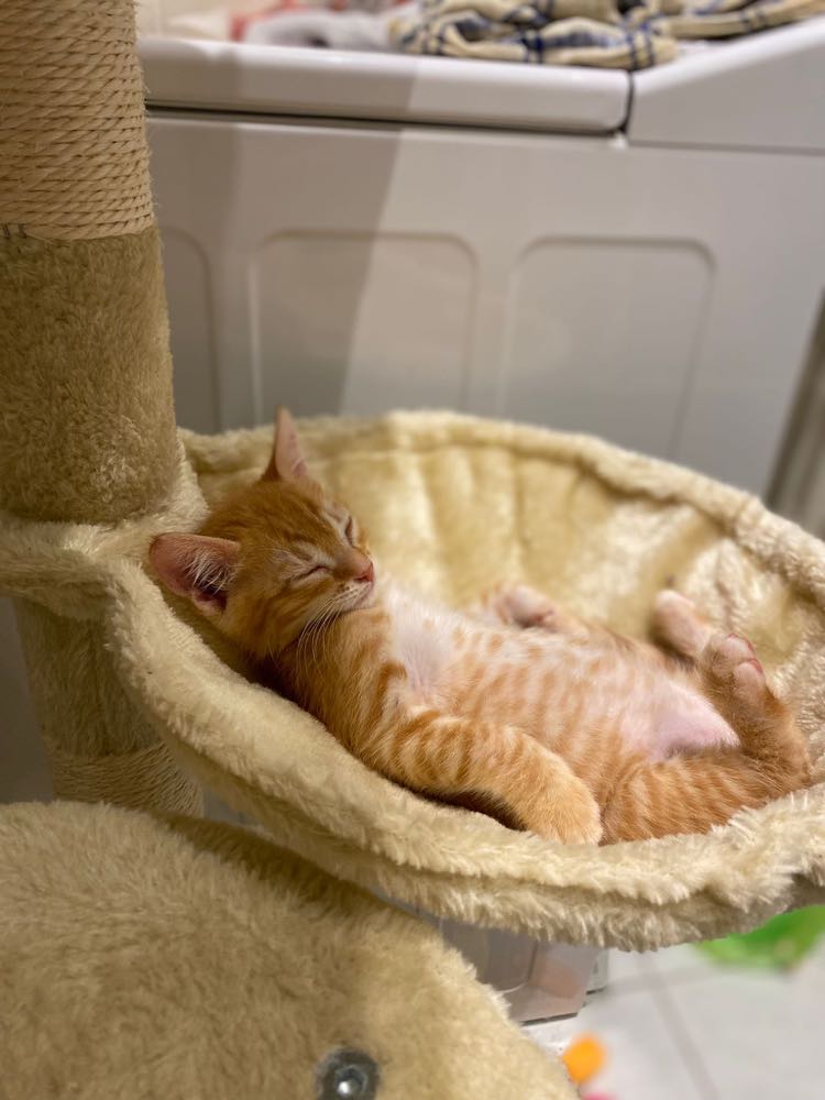 310730999_474733617929692_3861577265727691706_n