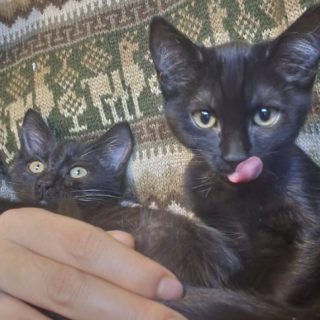 Photo de Nezuko (F) et Tenjiro (M)