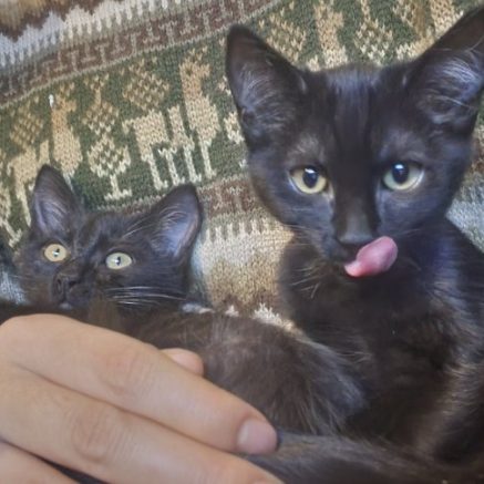 Photo de Nezuko (F) et Tenjiro (M)