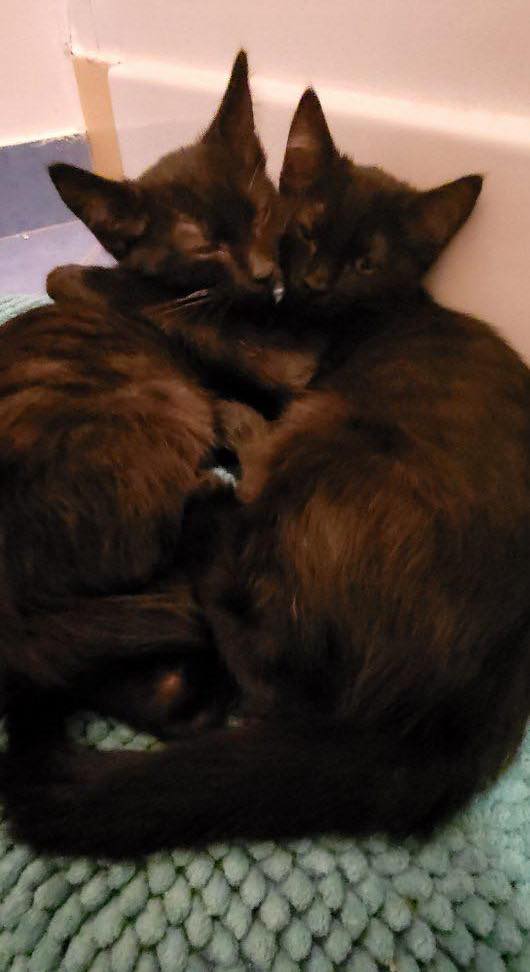 310771534_3287441894857035_5034945610840170006_n-2