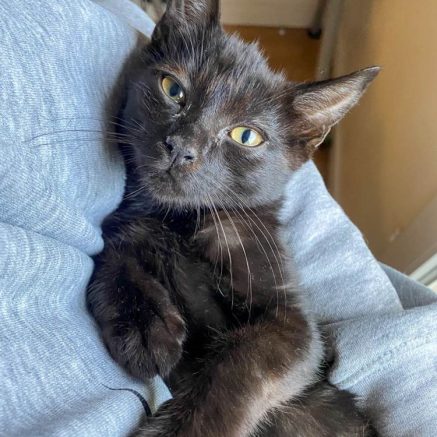 Photo de Shadow & Smiley