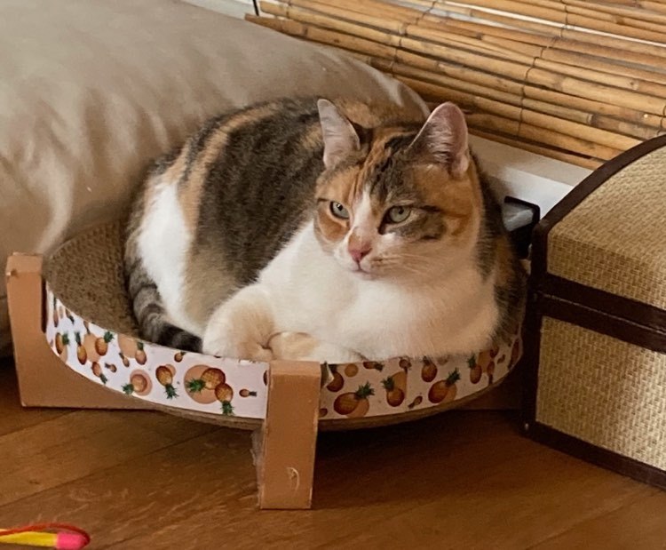 312199142_1290978205009809_1201784659734142304_n