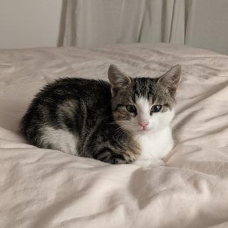 Photo de Pasha et Sacha