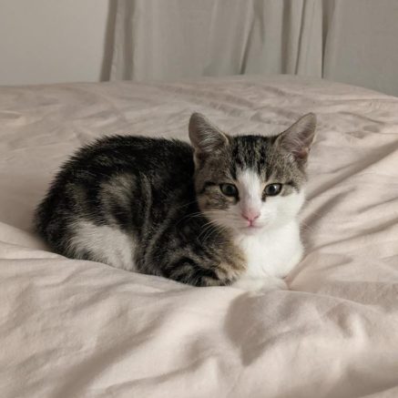 Photo de Pasha et Sacha