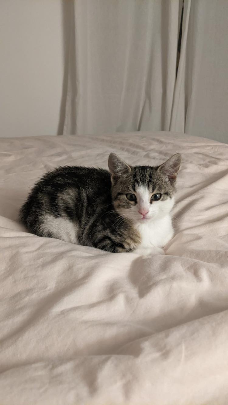 313088574_650686433133715_2198547261668281967_n