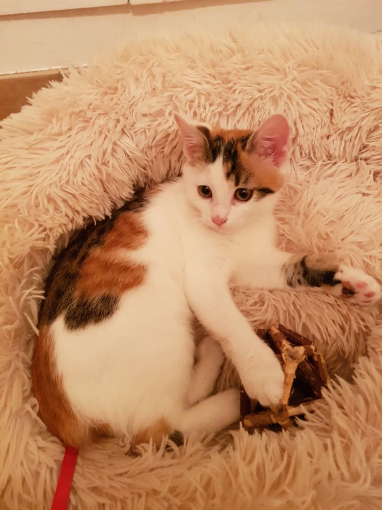 313089353_492575099573001_6382226680852029113_n