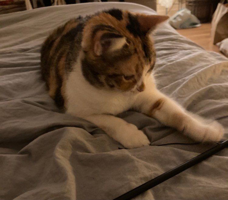 313103761_519279293392845_3778816051254732514_n