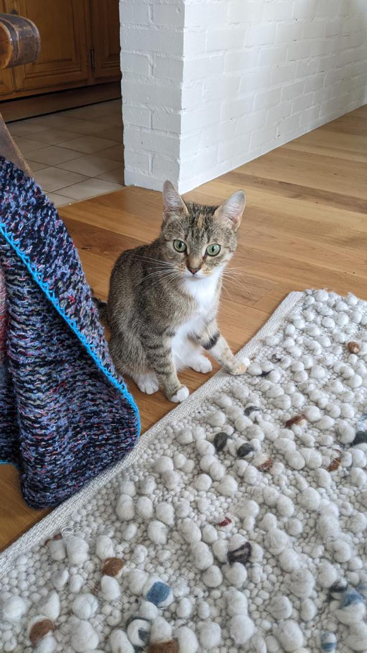 313913108_456818779684218_6474493553767319757_n