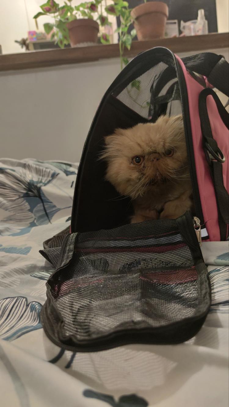 314086794_685313996349567_914999557397001262_n