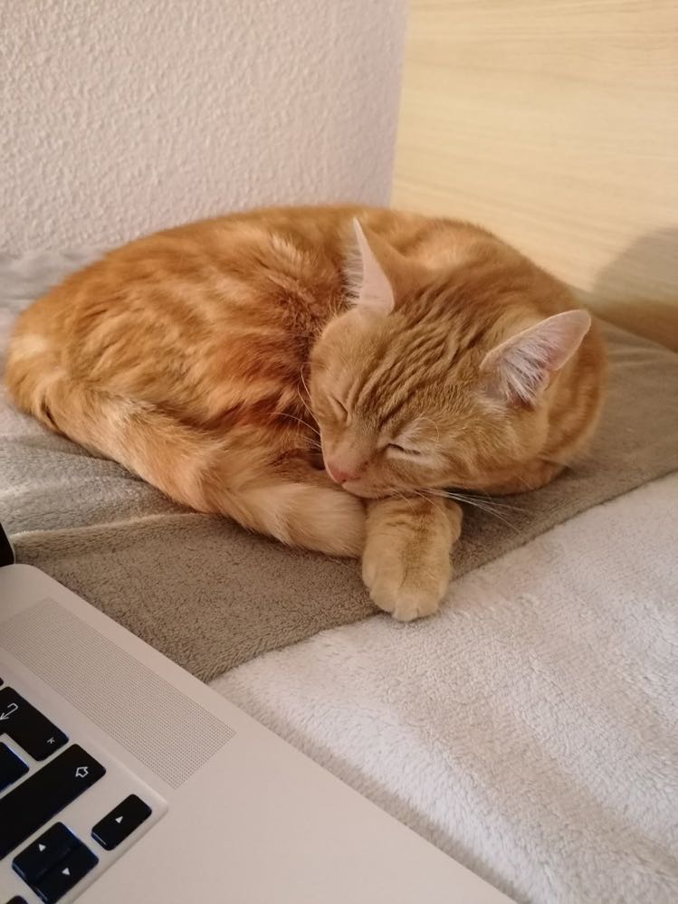 314496504_1581863285605268_648280441641966900_n