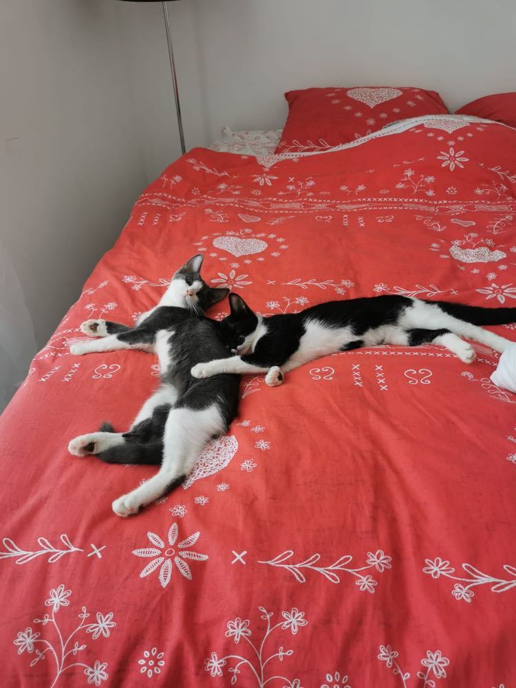 314603893_1412409209285296_5579457707952821224_n