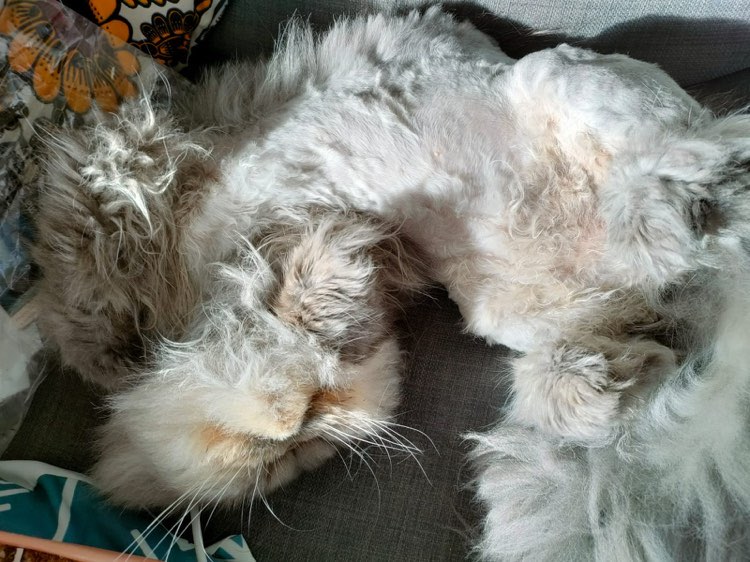 314718189_485352273656559_359409108072094099_n